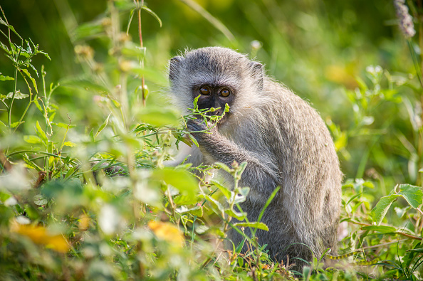 Monkeying Around In Barbados!